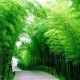 baojiwii